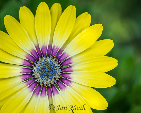 Center Flowers Within the Flower