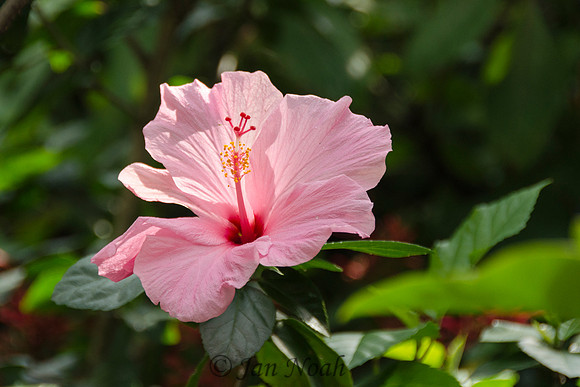 Hibiscus in Light