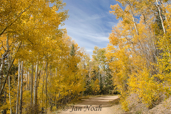 Golden Aspen Trail