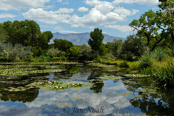 Shady Lakes