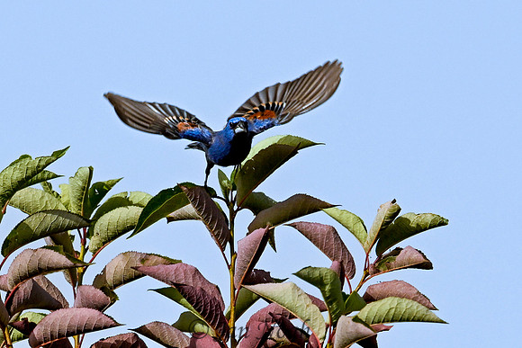 Blue Grosbeak