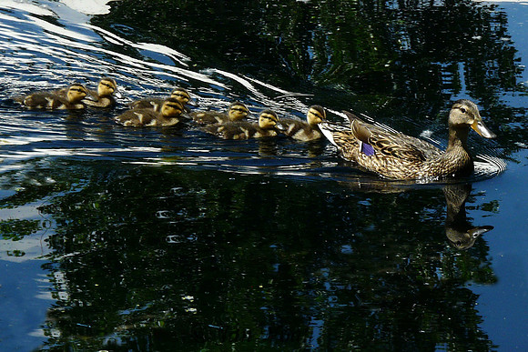 Follow the Leader