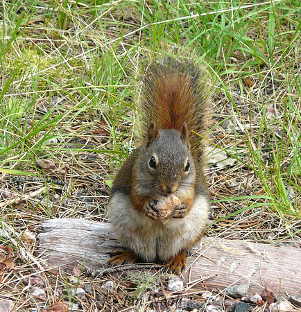 Munching Squirrel