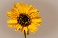 Sunny Blossom