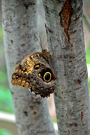 Owl Butterfly