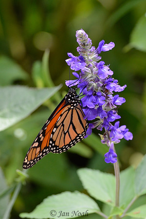 Monarch at a Larkspur