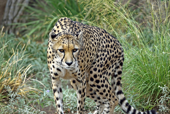 Cheetah on Watch