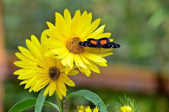 Crimson Patch Butterfly