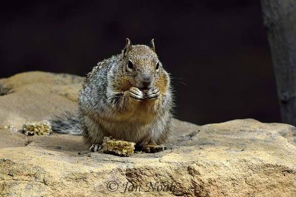 No Crumbs Left