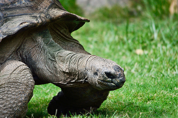 Aldabra Tortoise