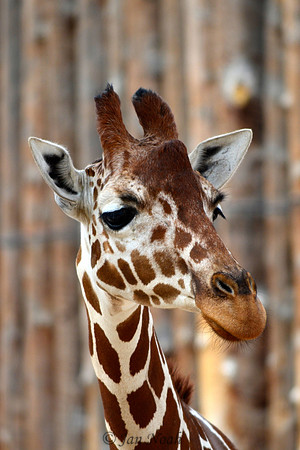 Curious Giraffe