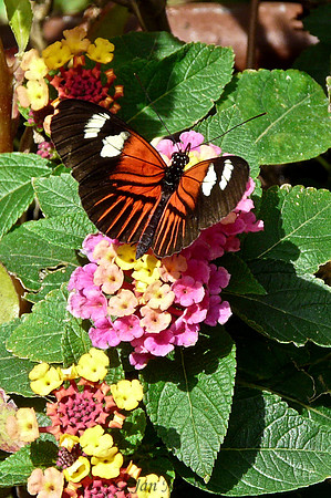 Lantana and the Butterfly