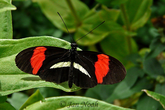 Erato Longwing