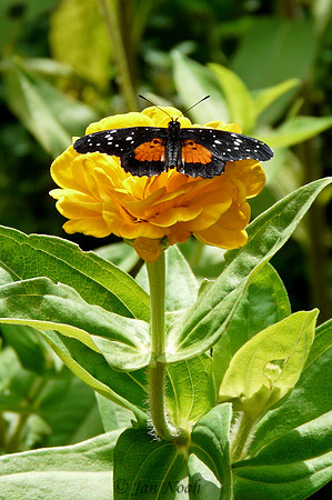 Crimson Patch Butterfly on a Zinnia