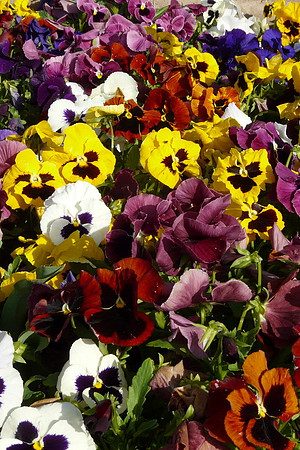 Pansies