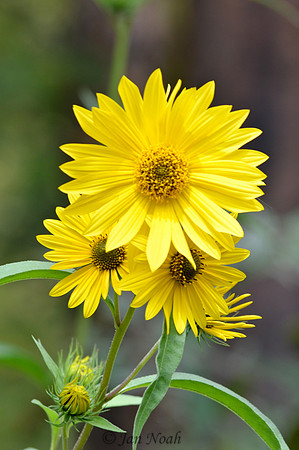 Yellow Trio