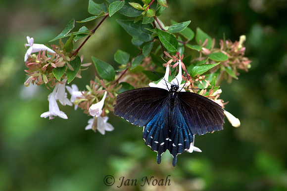 Pipevine Swallowtail