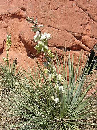 Yucca in Bloom