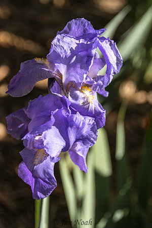 Bearded Iris