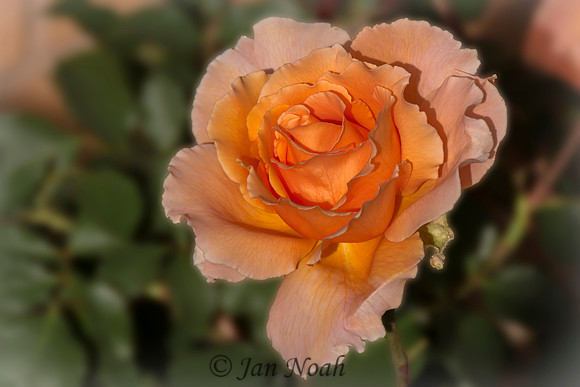 Mom's  Rose