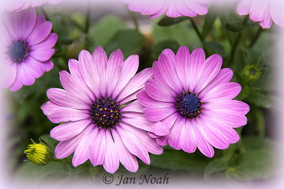 African Daisies