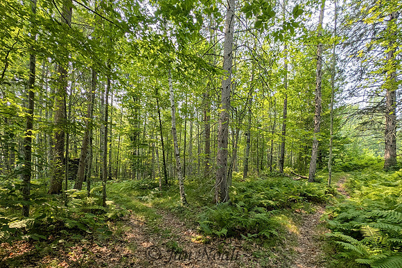Divided Pathway