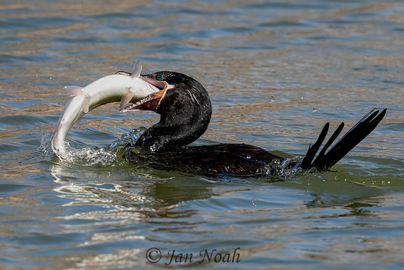 Cormorant with a Mouthful!