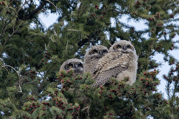 Great Horned Owl Threesome