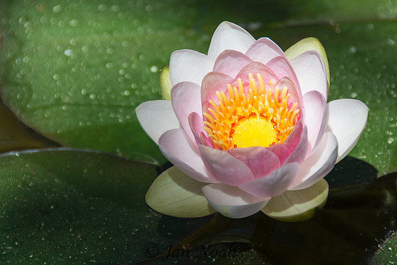 New Water Lily