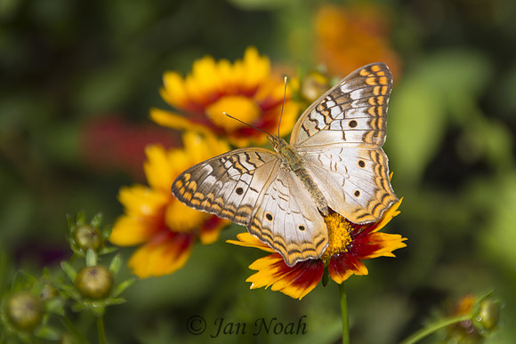 White Peacock Butterfly