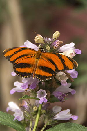 Orange Tiger Butterfly