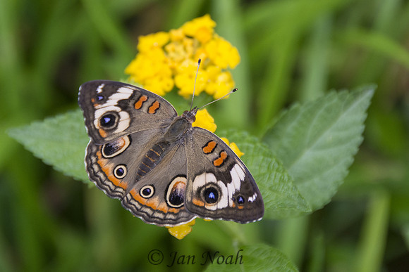Common Buckeye Butterfly