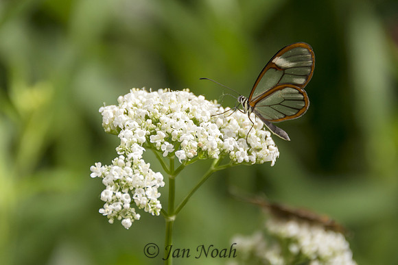 Glass Wing Butterfly