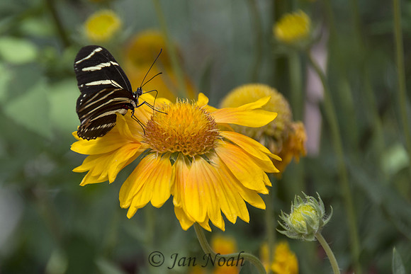 Zebra Butterfly