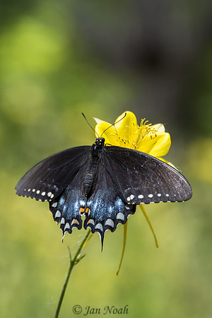 Spicebrush Swallowtail Butterfly