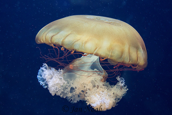 Jellyfish