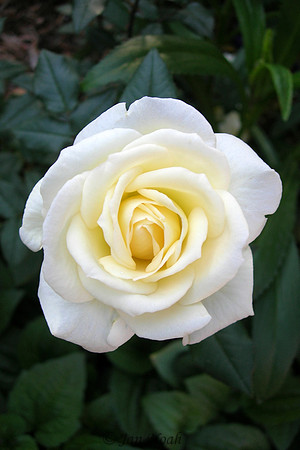 White Rose