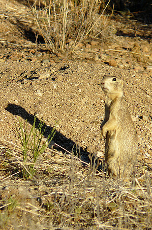 Prairie Dog On Guard