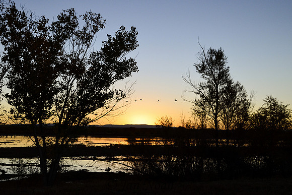 Bosque del Apache Morning Light