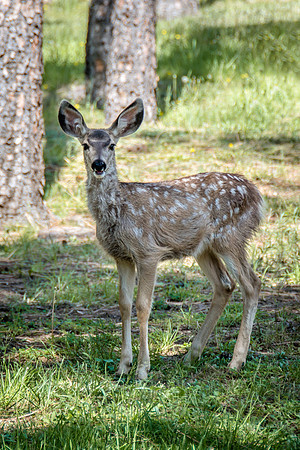 Bambi
