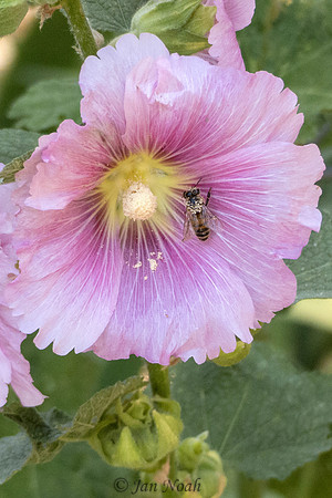 Pollen Happy