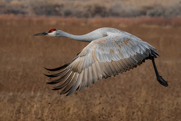 In Flight