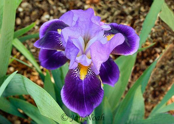 Iris in Bloom