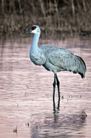 Sandhill Crane Portrait