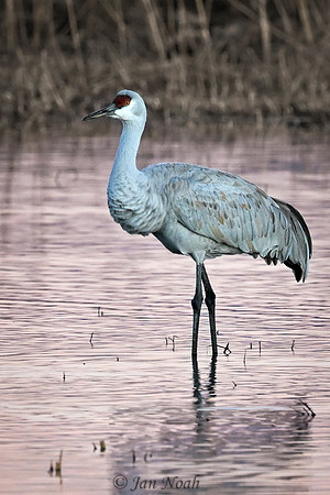 Sandhill Crane Portrait