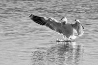 Snow Goose