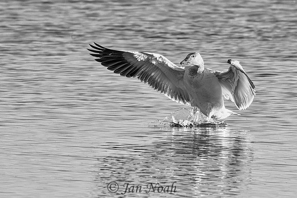 Snow Goose