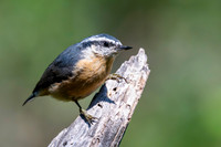 Red-breasted Nuthatch