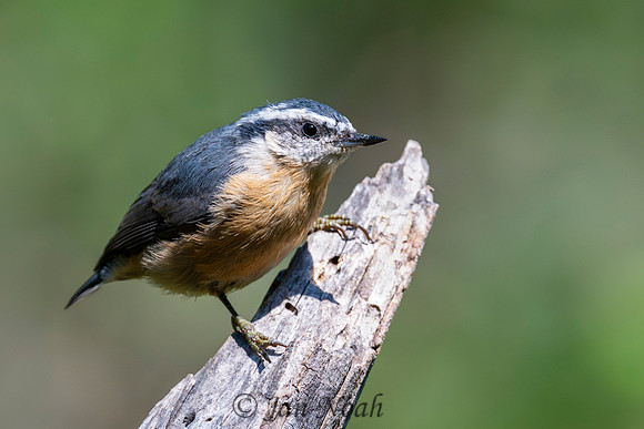 Red-breasted Nuthatch