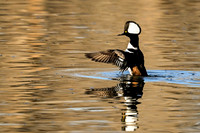 Hooded Merganser